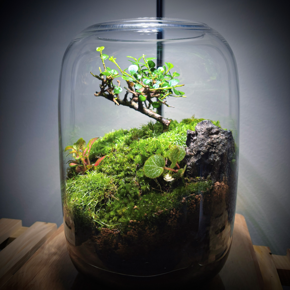 Lonely Tree-1