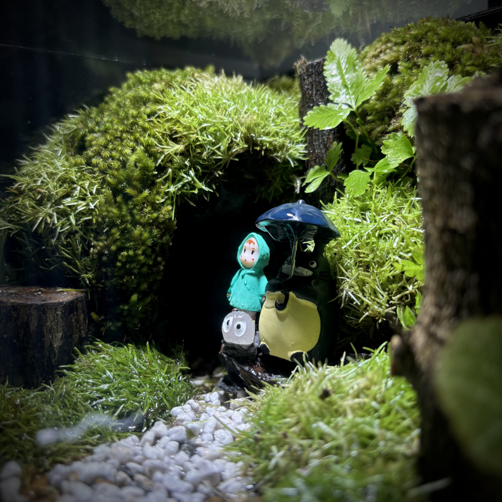 Totoro-2