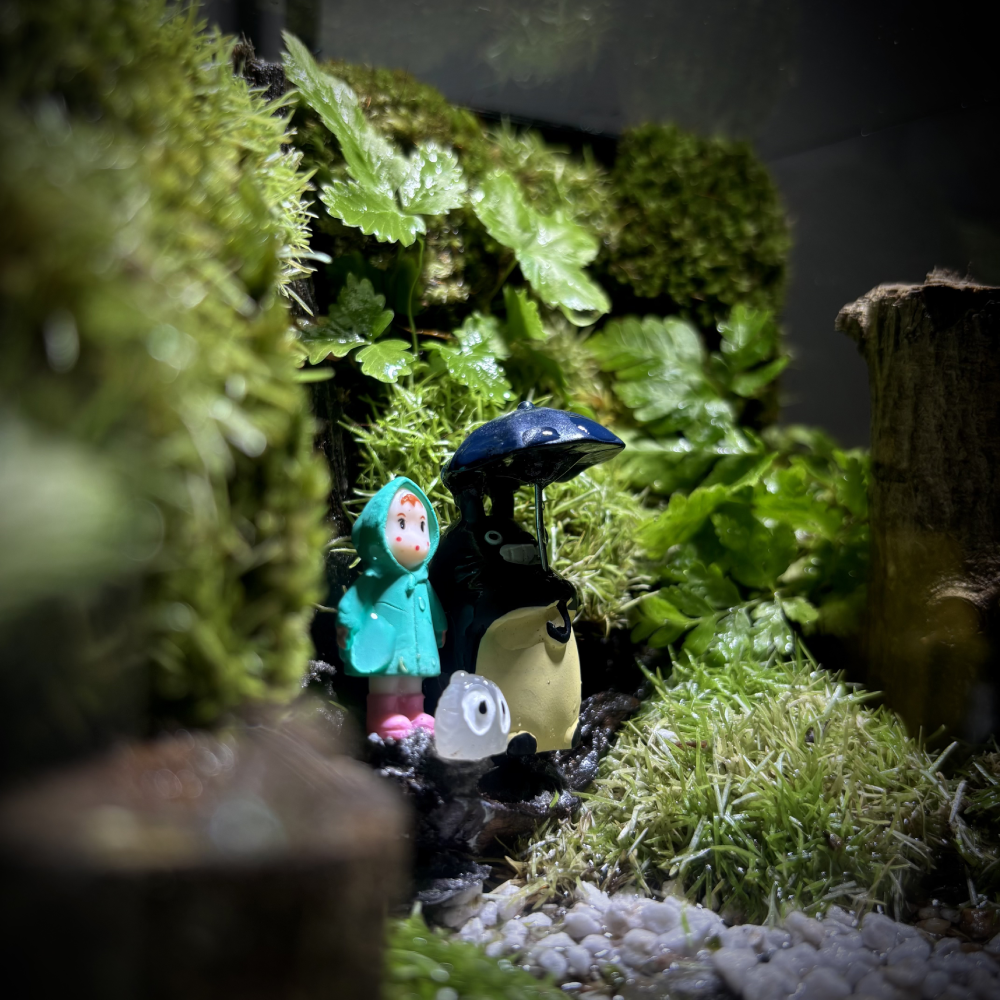 Totoro-3