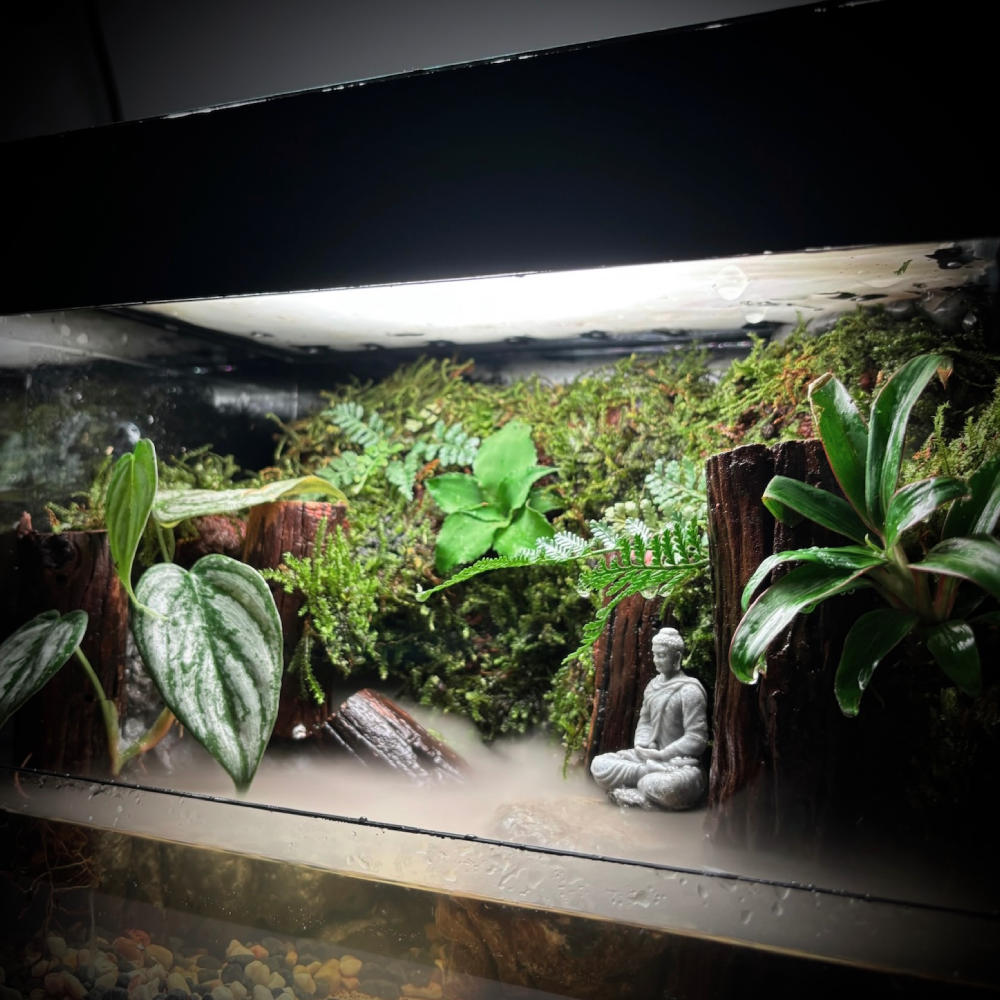 Raining Forest Buddha-2